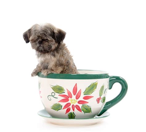25 Popular Teacup Dogs Parade Pets