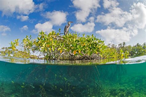 Scientists At Work The Art And Science Of Saving Mangroves The Pew Charitable Trusts