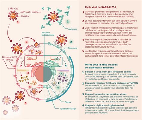 Coronavirus Et Covid 19 ⋅ Inserm La Science Pour La Santé