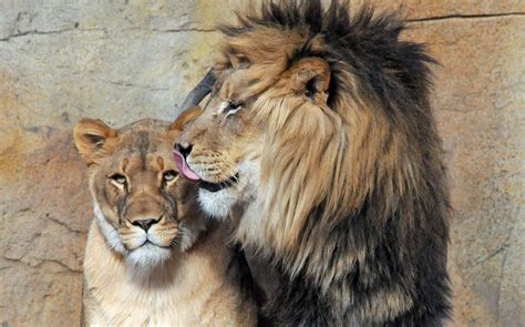 lions - Lions Photo (36609588) - Fanpop