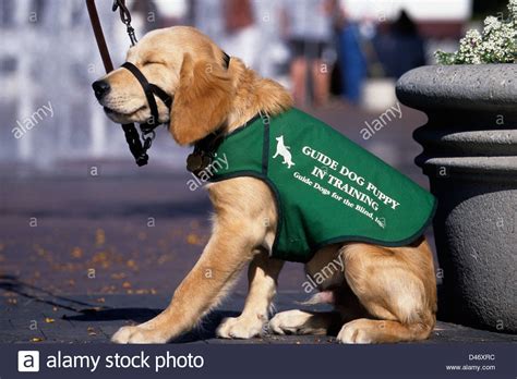 Guide Dog Puppy In Training Golden Retrieveryellow Lab
