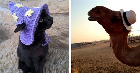 Cute Photos Of Animals In Hats Make Us Wonder If Animals Look Better In