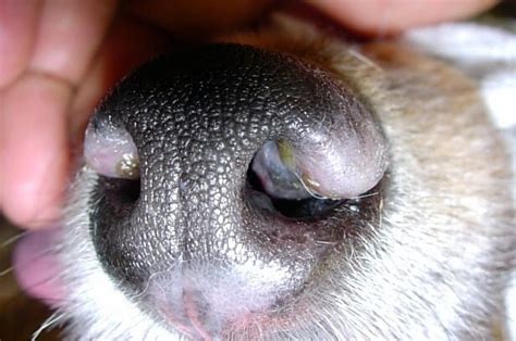 Cutaneous Lupus Erythematosus Veterinary Practice