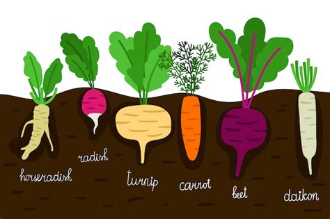 Premium Vector Vegetables Garden Growing Vegetable Gardening With