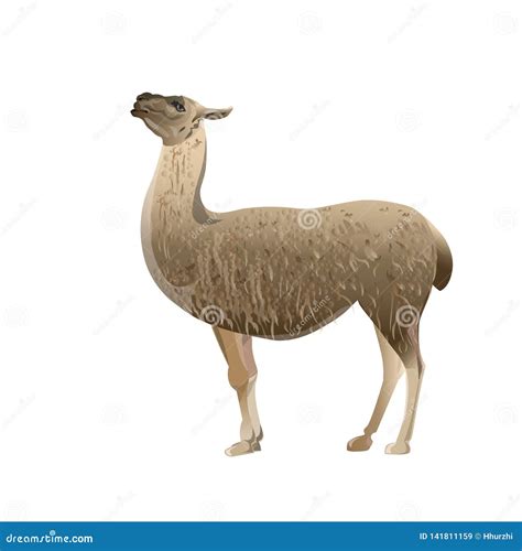 Llama Side View Stock Vector Illustration Of Isolated 141811159
