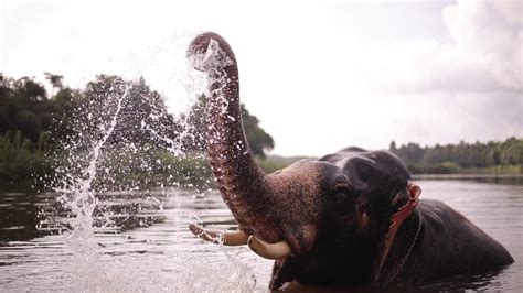 Elephants Enjoy Natural River Bathing Elephantbath Youtube