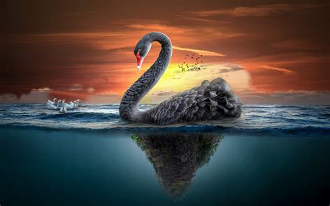 Download Wallpapers 4k Black Swan Sea Underwater World Ducks Swans