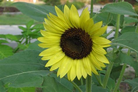 Lemon Sunflower Seeds — San Diego Seed Company
