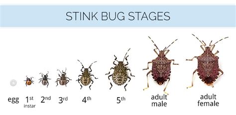 What Are Stink Bugs And What Do Stink Bugs Look Like Stink Bug