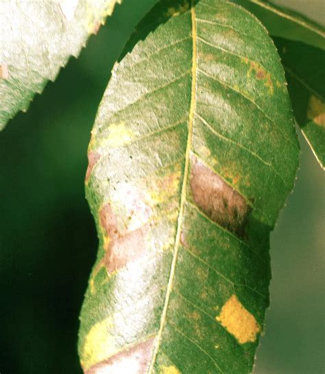 Pecan Diseases And Pests Description Uses Propagation
