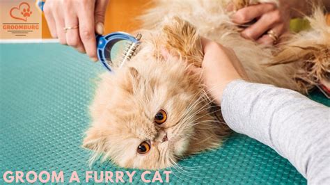 How To Groom Long Haired Cat Groomburgs Guide