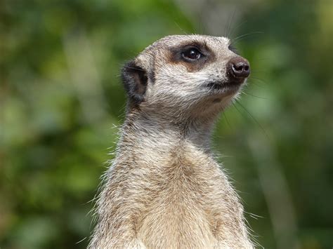 Meerkat Free Stock Photo Public Domain Pictures