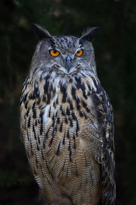 European Eagle Owl Photograph By Celine Pollard Pixels