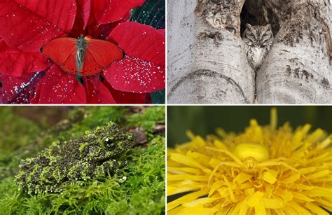 20 Camouflage Animals That You Have To See To Believe