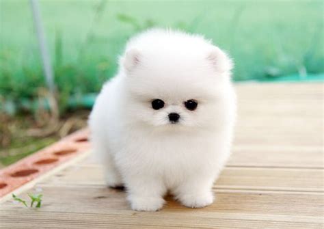 Micro Tiny Teacup White Pomeranian Love Puppy Cute Baby