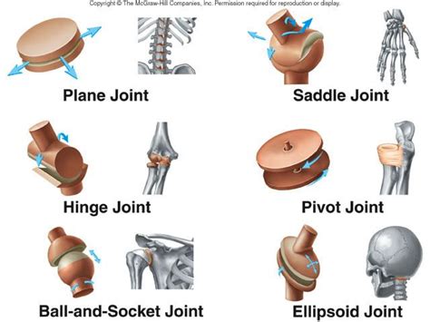 This article is about the different types of joints in the human body and joints are articulations in the human skeletal system, in other words, these are places where bones meet. Lecture 11: Lower Limb & Articulations I | Body joints ...