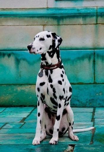 Liver Spotted Dalmatian Everything You Need To Know Prefurred