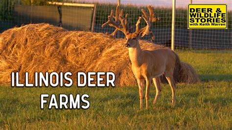 Illinois Deer Farms Deer And Wildlife Stories Deer Farming Youtube