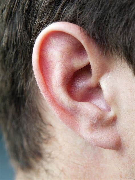 Mans Ear Photograph By Gustoimagesscience Photo Library