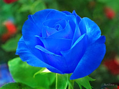 Blue Rose With Green Leaf Hd Wallpaper ~ Artline Feel
