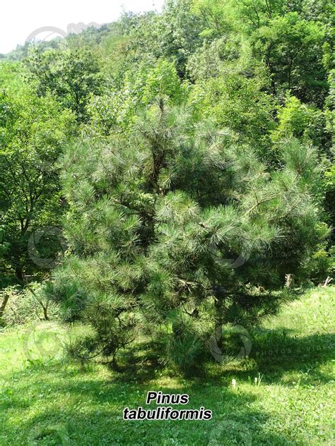 Pinus Tabuliformis Chinese Red Pine Tree Pinus Tabuliformis