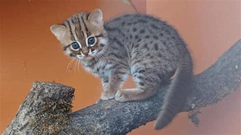 2 Cubs Of Worlds Smallest Wild Cat Species Born In Uk Editorji