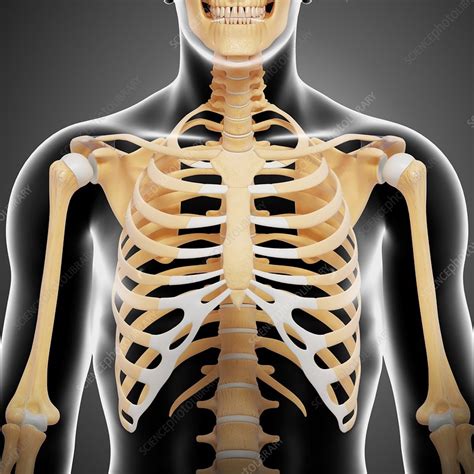 Upper Body Bones Artwork Stock Image F0060189 Science Photo Library