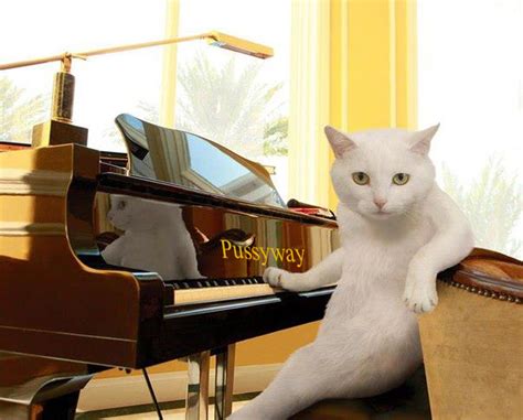 Pin By Guitar Nation On Piano Pose Cats Funny Cat Pictures Cute Cats