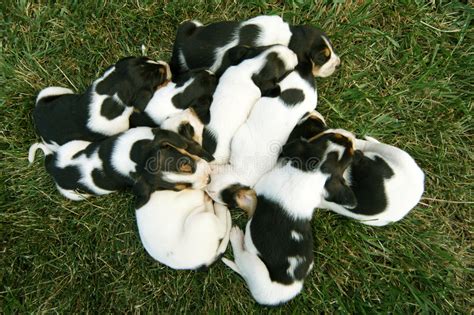 It brings joy to children in our communities that are medically fragile or battling chronic illness. Pile Of Baby Hound Dogs Puppies Stock Image - Image of sleeping, spots: 5861899