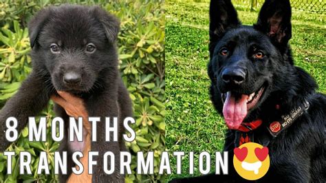 King Shepherd Dog And Gsd Puppy Black German Shepherd Dogs Transformation