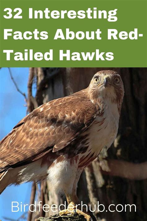 A Hawk Sitting On Top Of A Tree Branch With The Words 32 Interesting