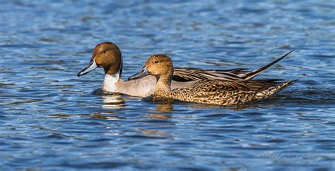 A Pair A Pair Of Pintail Ducks Swimming The Salt Water Lag Flickr