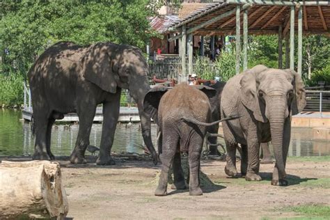 Sedgwick County Zoos Elephant Habitat Up For Readers Choice Award