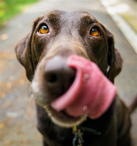 Learn the health implications of vegan food for him and how to handle his diet if you are a vegan. Can Dogs Be Vegan? 5 Meat-Free Dog Foods to Try| LIVEKINDLY