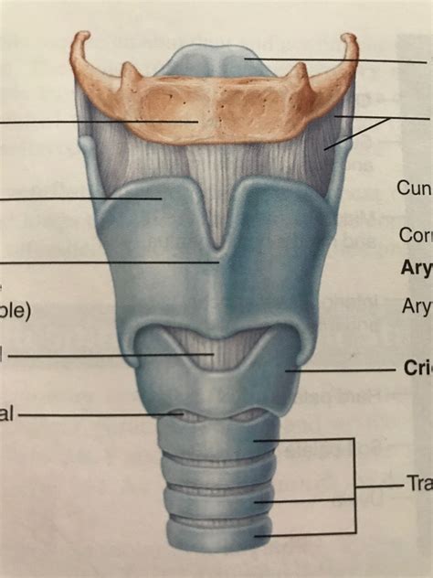 Structures Of Larynx Diagram Quizlet