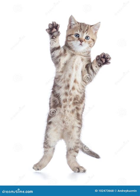 Cat Jumping Isolated On White Stock Photo Image Of Mammal Looking