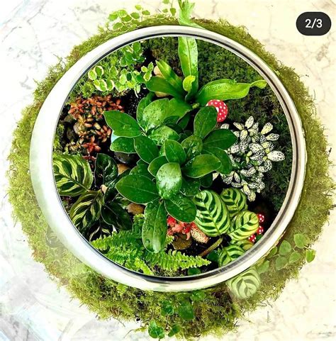 The Ultimate Guideto Choosing Terrarium Plants