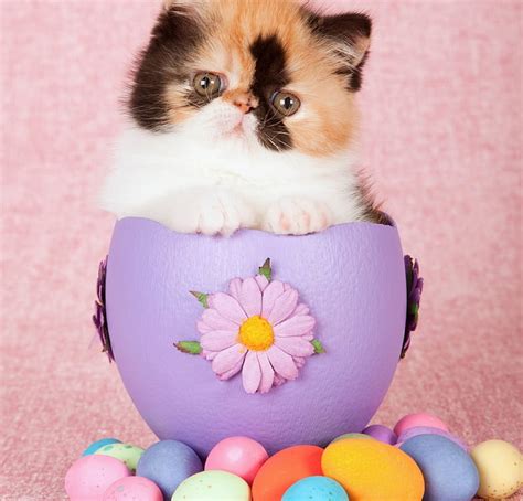 Happy Easter Easter Cat Animal Sweet Cute Egg Purple Flower