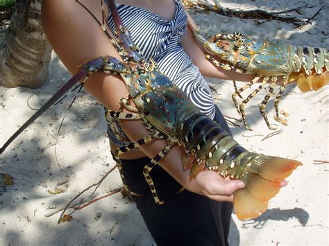 Sea Food Biology Seafood Invertebrate Lobster Crustacean Australia