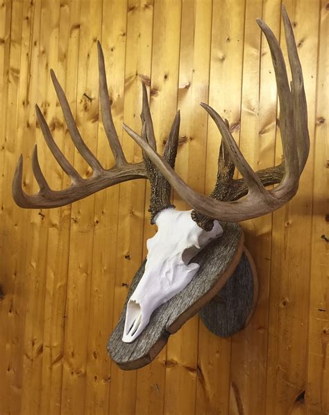 Deer Skull European Mount Replica High Quality Taxidermy Etsy