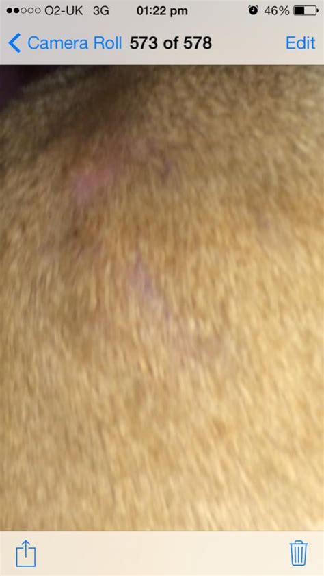 Bumps On Head Chihuahua Forum Chihuahua Breed Dog Forums