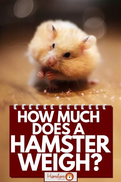 How Much Does A Hamster Weigh