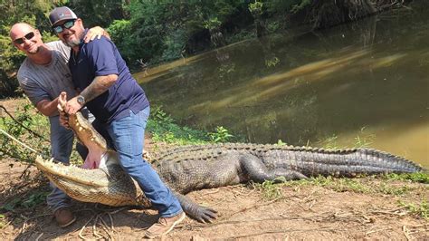 13 Foot Long 680 Pound Alligator From Texas Caught After 20 Year Hunt