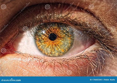 Close Up Of An Hazel Colored Eye With Long Eyelashes Stock Image