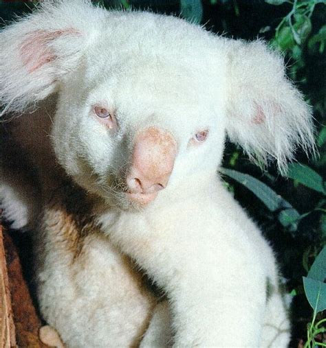 Albino animals and other unusually pale wildlife are also more vulnerable to poachers looking to capitalize on booming demand for exotic pets or products derived from rare creatures. 8 Examples of Albinism in the Animal Kingdom | Featured ...