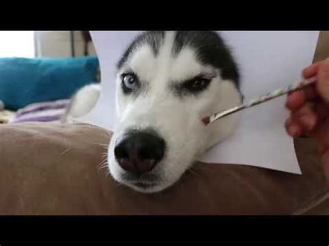 How to draw realistic cats, draw real cats, step by step, drawing guide, by finalprodigy. How to do a 3D realistic drawing of your Husky!(but not ...