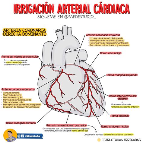 Irrigación Arterial Cardíaca Anatomía Médica Anatomia Cardiaca