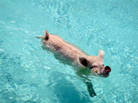 Sie wurden vor vielen jahren von einheimischen. Mein Traum: Schwimmen mit Schweinen auf den Bahamas