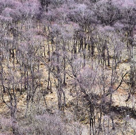 An Aerial View Of Trees And Shrubs In The Wild With No Leaves Or