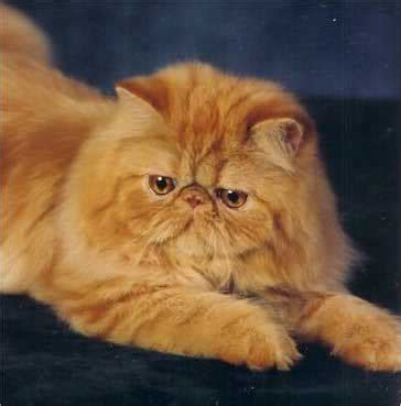 persian cat breed